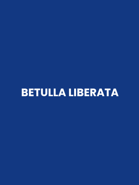 BETULLA LIBERATA
