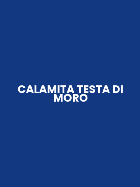 CALAMITA TESTA DI MORO