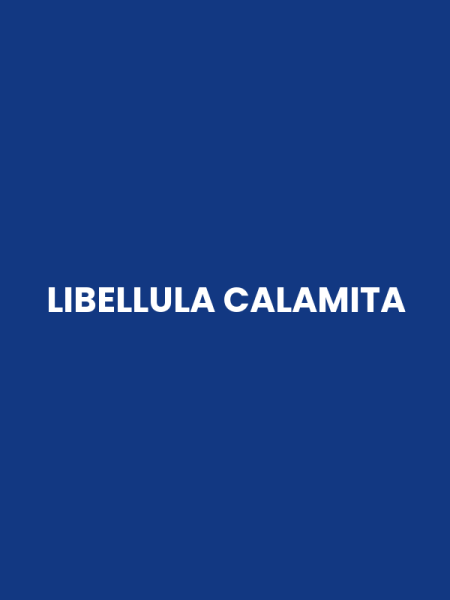 LIBELLULA CALAMITA