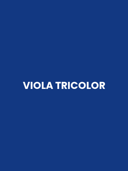 VIOLA TRICOLOR