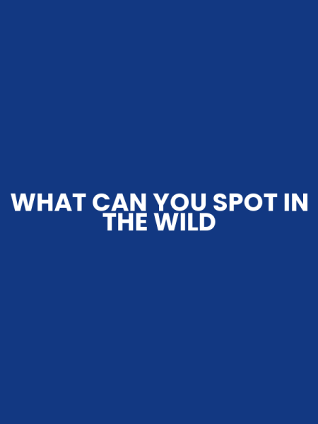 WHAT CAN YOU SPOT IN THE WILD